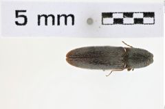 Foto (Dorsalansicht) von Gambrinus clypeatus (NHMW-ZOO-COL-0008581)